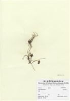 藏品(喜岩菫菜)的圖片